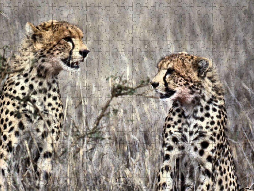 Cheetah Jigsaw Puzzle featuring the photograph Two Cheetas Face to Face by Russel Considine