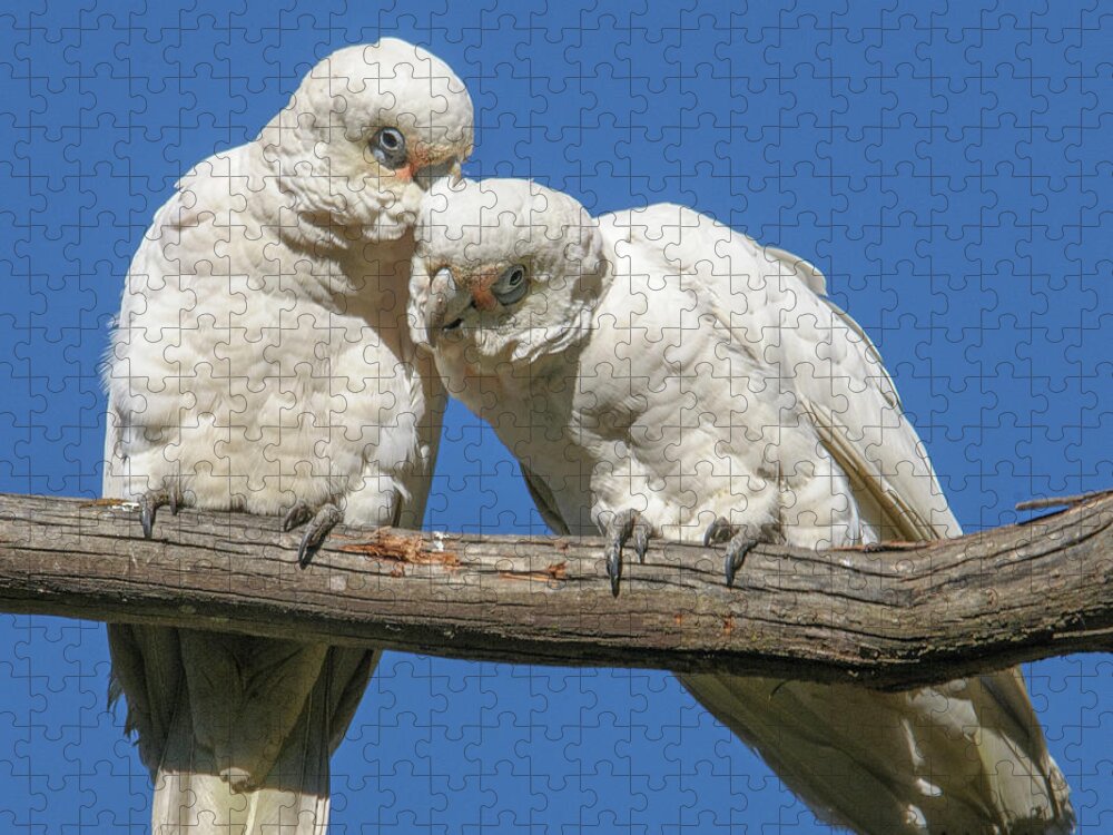 Bird Jigsaw Puzzle featuring the photograph Two Corellas by Werner Padarin