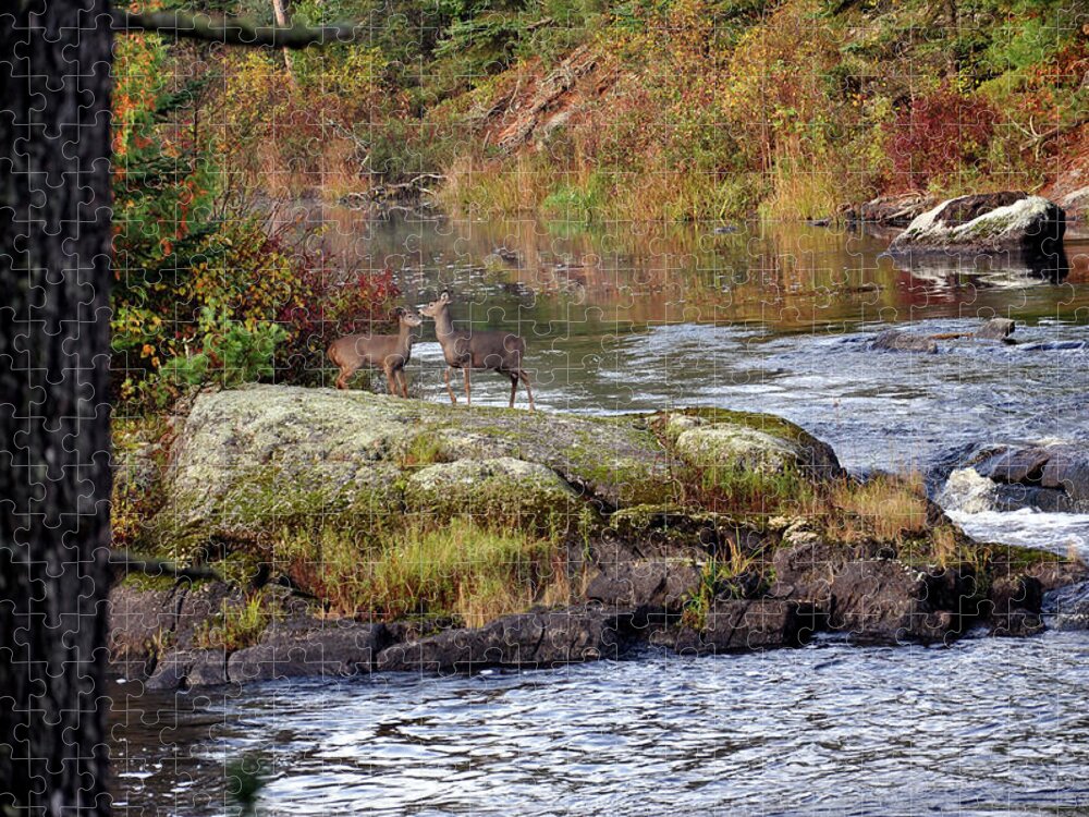 Wildlife Photography Jigsaw Puzzle featuring the photograph Two white tail deer at the Vermillion River by Rick Hansen