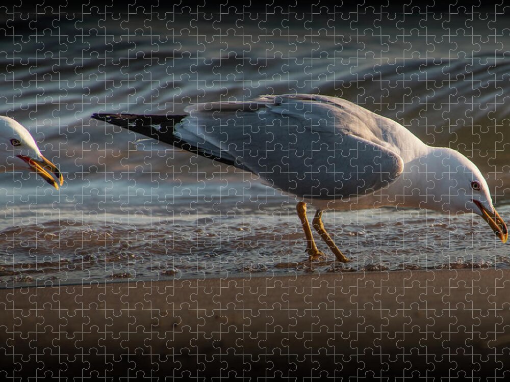 Nature Jigsaw Puzzle featuring the photograph Two Gulls on a Lake Michigan Beacg Foraging for Food by Randall Nyhof
