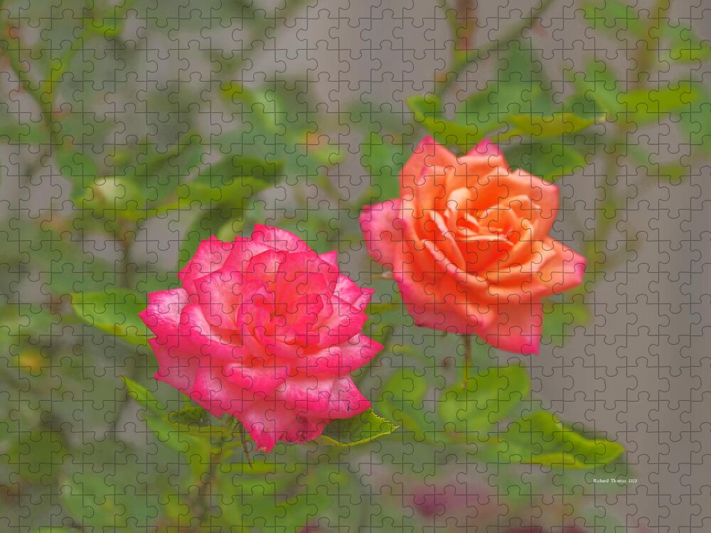 Botanical Jigsaw Puzzle featuring the photograph Two in One by Richard Thomas