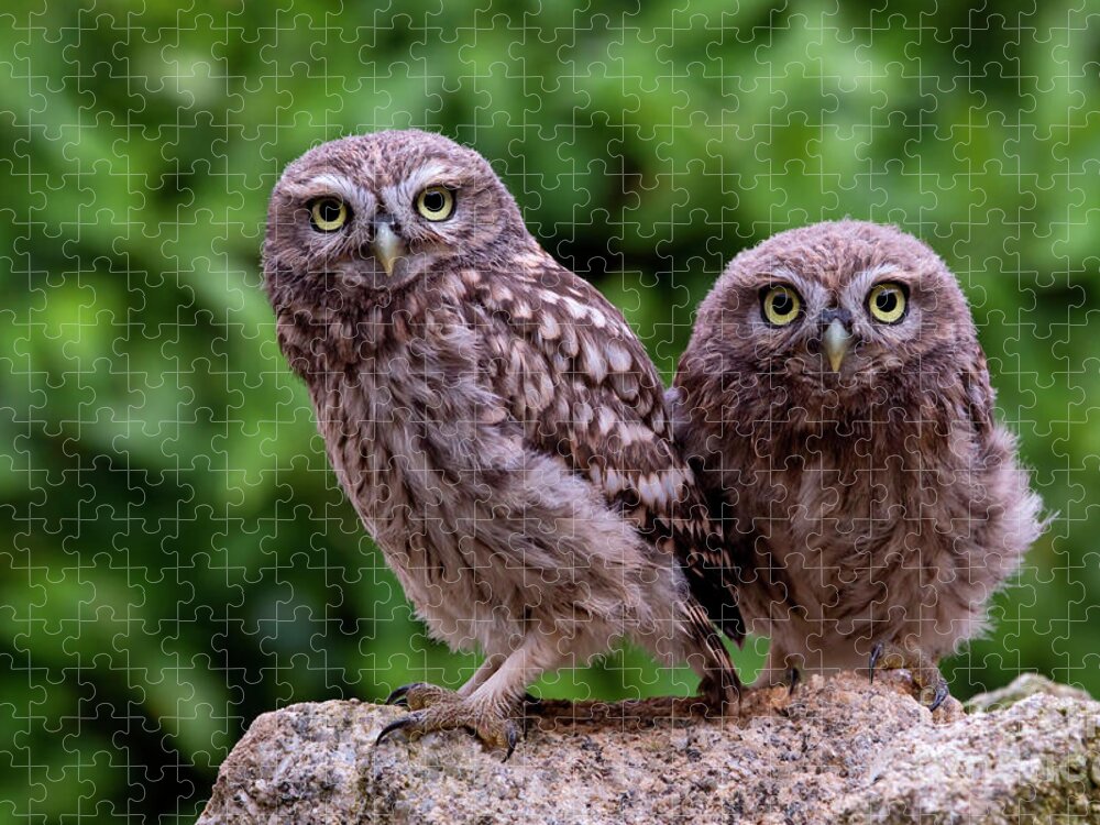 00527885 Jigsaw Puzzle featuring the photograph Two Little Owls by Marion Vollborn