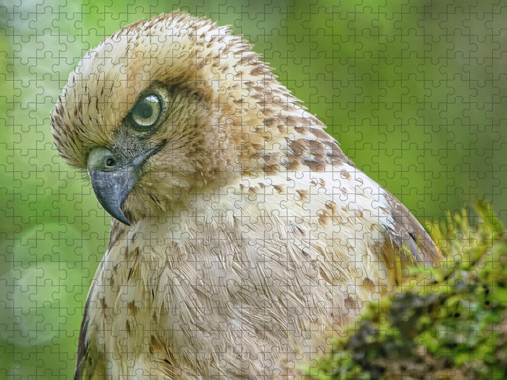 Beautiful Bird Jigsaw Puzzle featuring the photograph Under a Watchful Eye by Heidi Fickinger