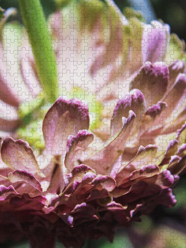 Zinnia Elegans Jigsaw Puzzle featuring the photograph Upside Down Bright Zinnia by W Craig Photography