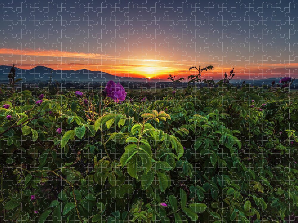 Bulgaria Jigsaw Puzzle featuring the photograph Valley of Roses by Evgeni Dinev