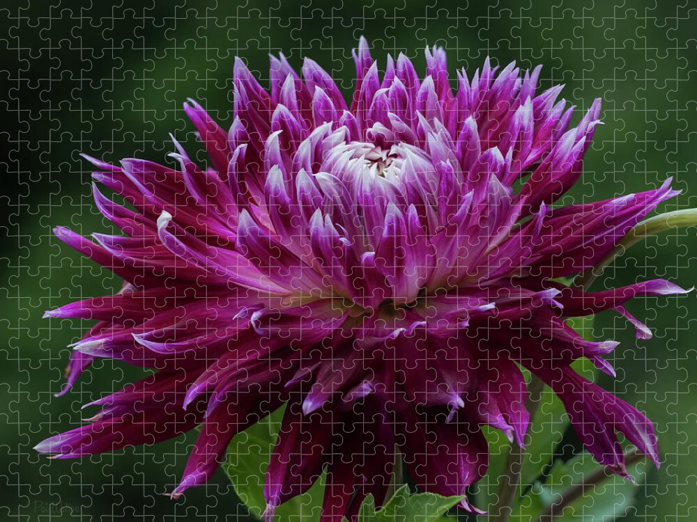 Dahlia Jigsaw Puzzle featuring the photograph Vancouver Dahlia by Pat Watson