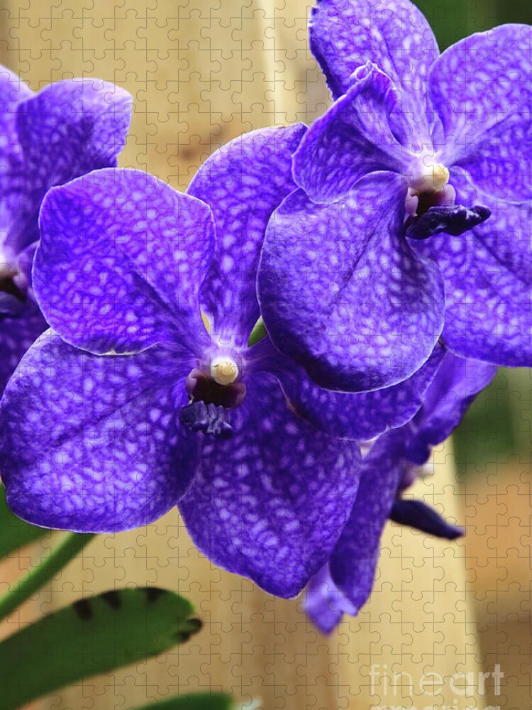 China Jigsaw Puzzle featuring the photograph Vanda Orchid Portrait II by Tanya Owens