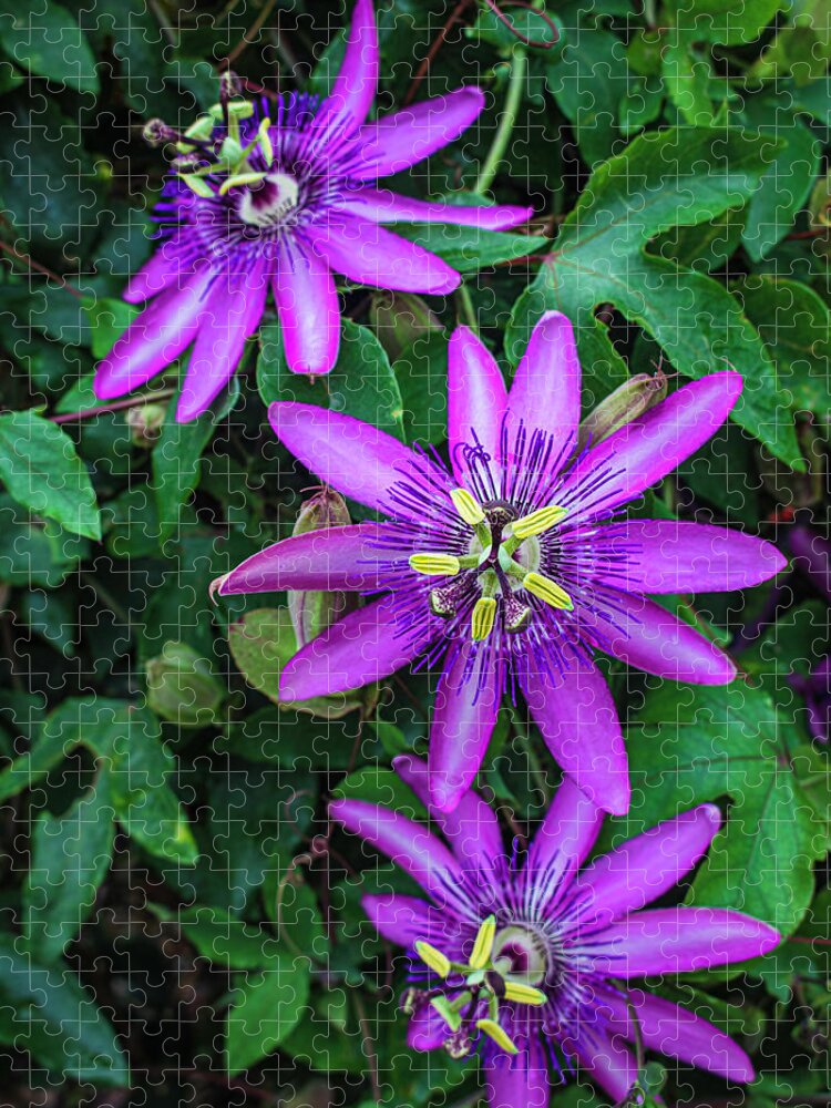 Passion Flowers Jigsaw Puzzle featuring the photograph Venice Passions by Robert Wilder Jr