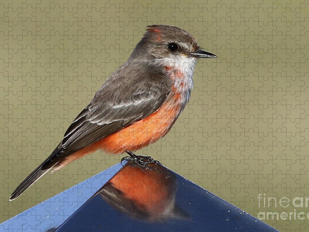 Wildlife Jigsaw Puzzle featuring the photograph Vermilion Flycatcher in the Everglades by Meg Rousher
