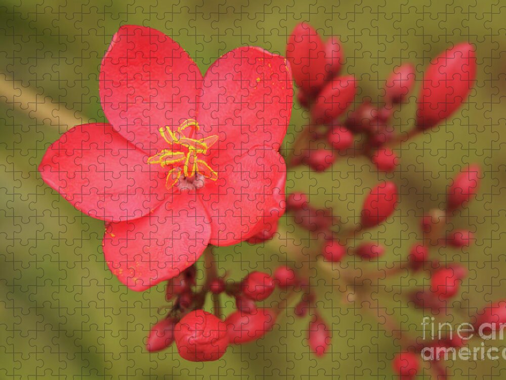 Hawaii Jigsaw Puzzle featuring the photograph Vibrant Jatropha Blossom on Kauai by Nancy Gleason