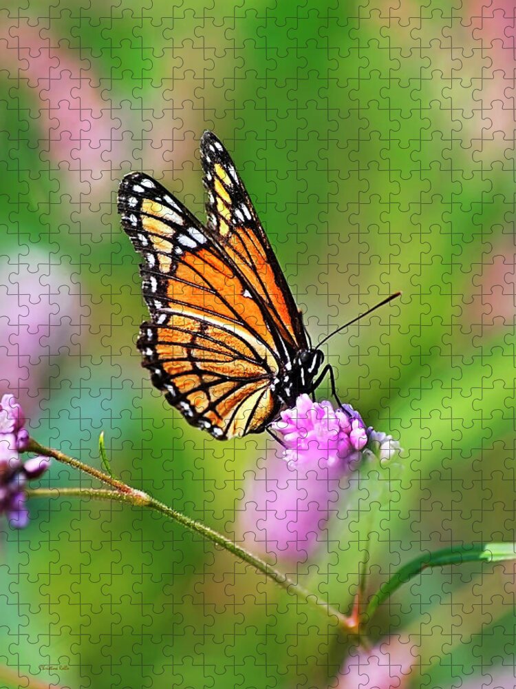 Butterflies Jigsaw Puzzle featuring the photograph Viceroy Butterfly by Christina Rollo
