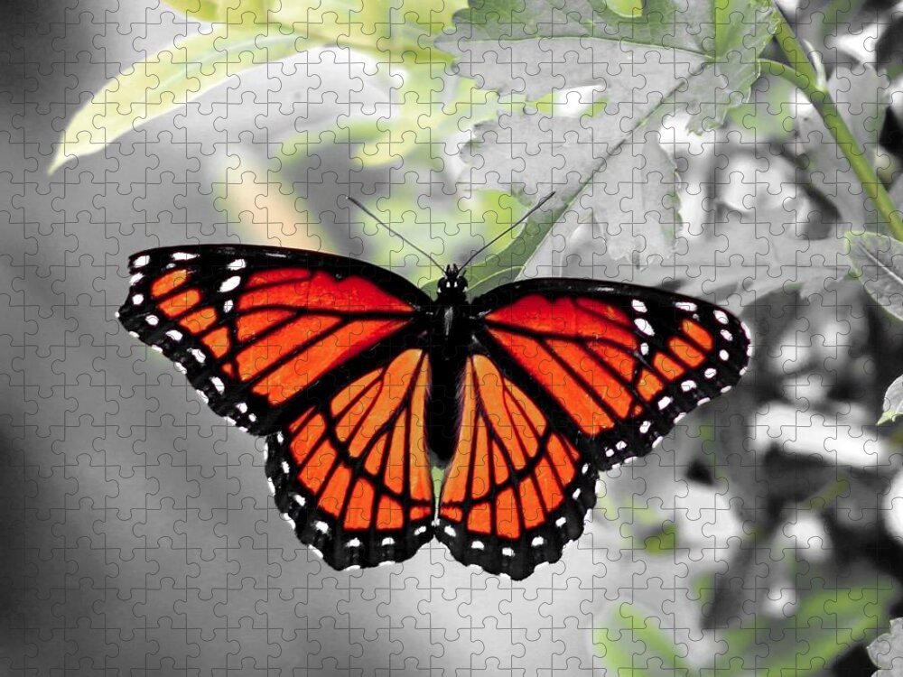 Viceroy Jigsaw Puzzle featuring the photograph Viceroy Butterfly by Christopher Reed