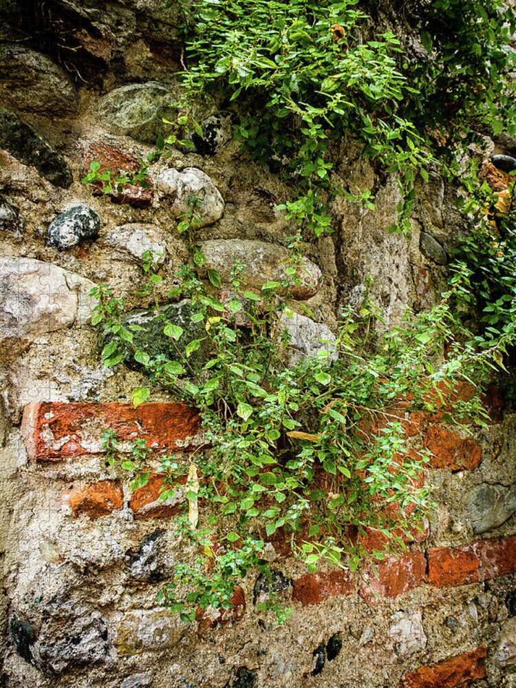 Italy Jigsaw Puzzle featuring the photograph Vine covered stone wall by Craig A Walker