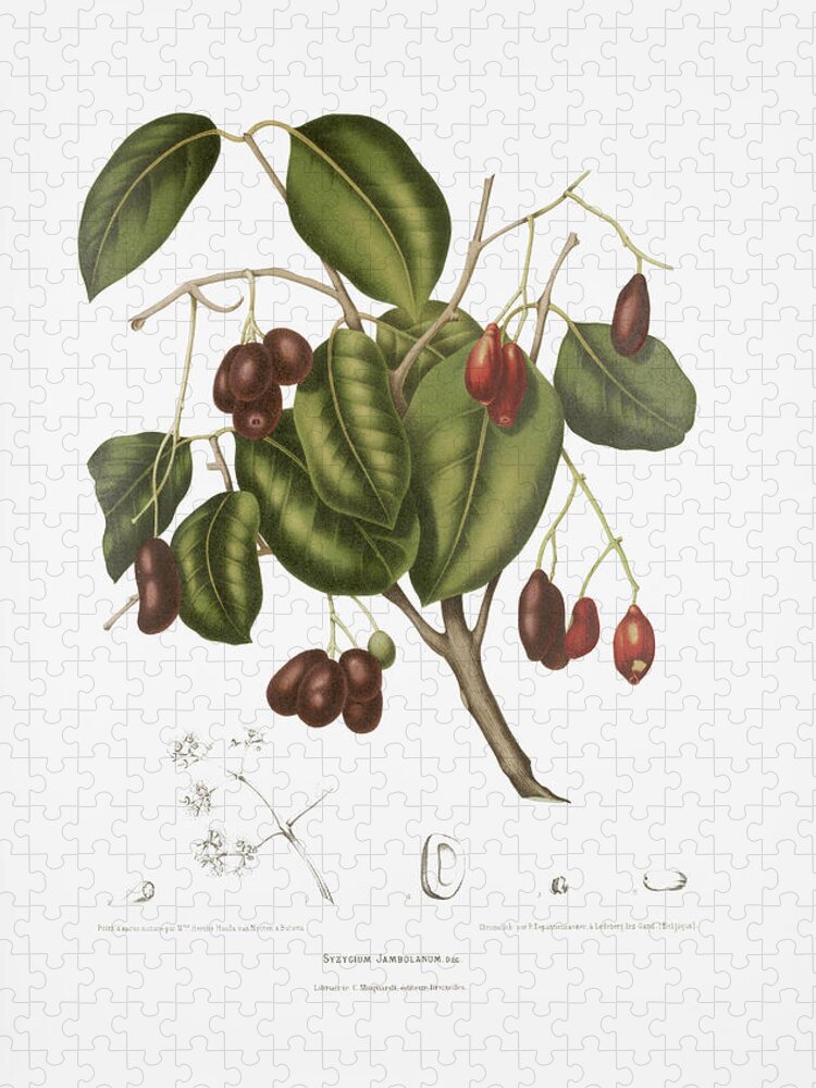 Vintage Botanical Illustration Jigsaw Puzzle featuring the drawing Vintage botanical illustrations - Malabar plum tree by Madame Berthe Hoola van Nooten