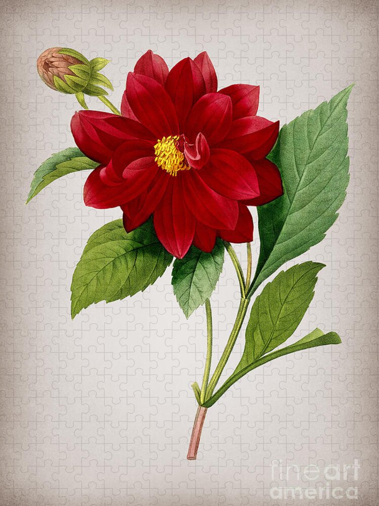 Vintage Jigsaw Puzzle featuring the mixed media Vintage Double Dahlias Botanical Illustration on Parchment by Holy Rock Design