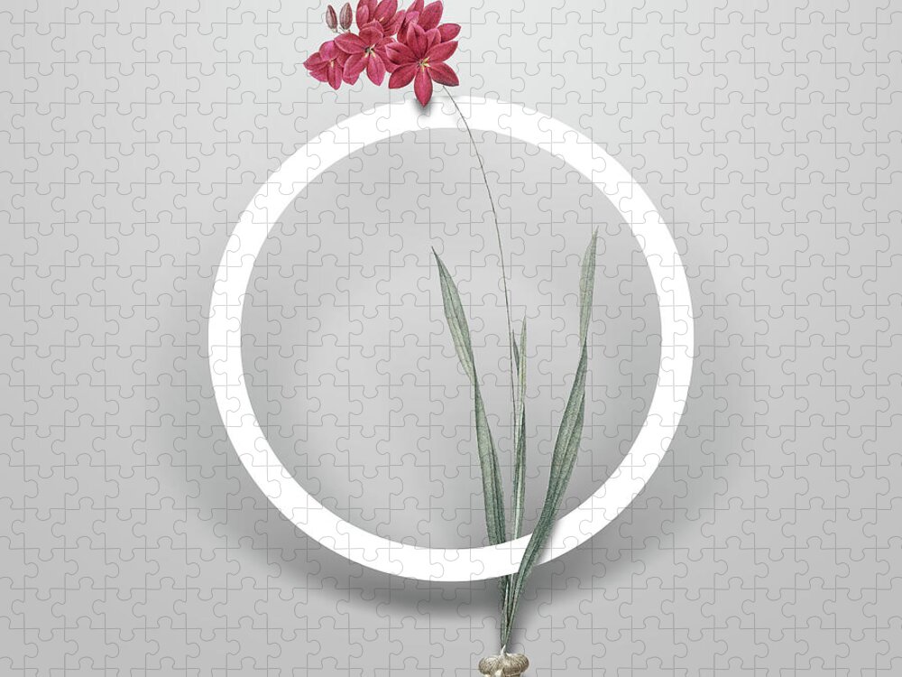 Vintage Jigsaw Puzzle featuring the painting Vintage Ixia Filiformis Minimalist Floral Geometric Circle Art N.621 by Holy Rock Design