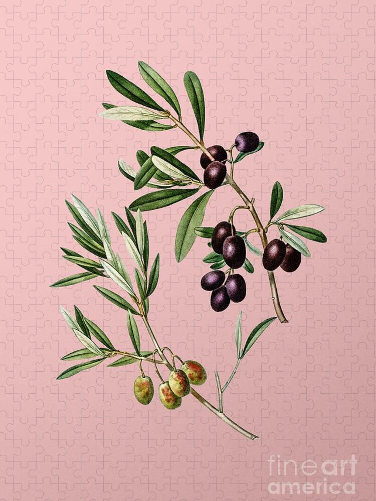 Holyrockarts Jigsaw Puzzle featuring the mixed media Vintage Olive Botanical Illustration on Pink by Holy Rock Design