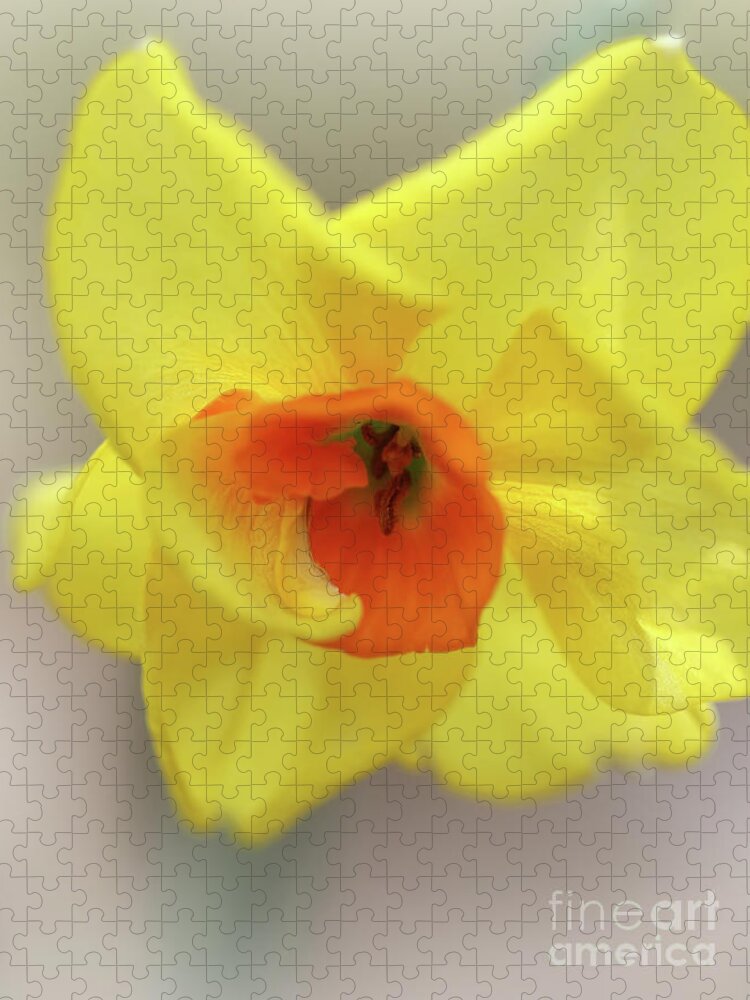 Daffodil Jigsaw Puzzle featuring the photograph Wabi-Sabi by Karen Adams
