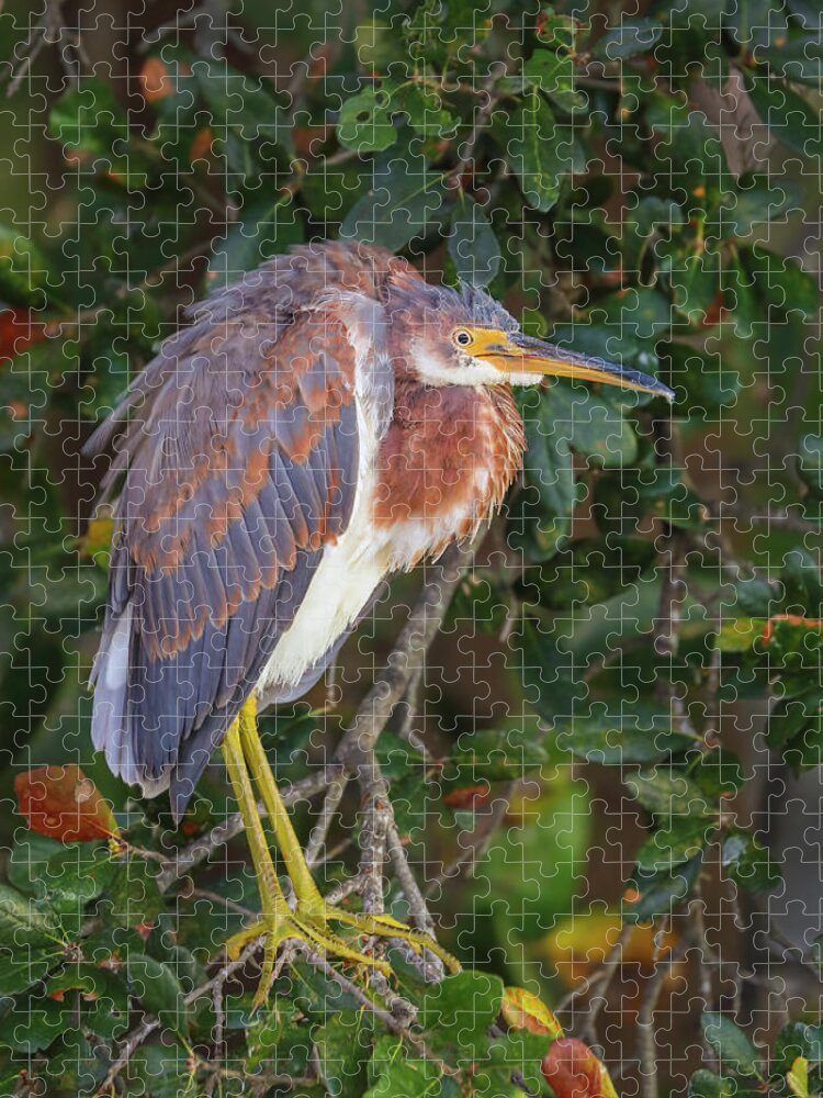 Tricolored Heron Jigsaw Puzzle featuring the photograph Wakodahatchee Wetlands Tricolored Heron by Juergen Roth