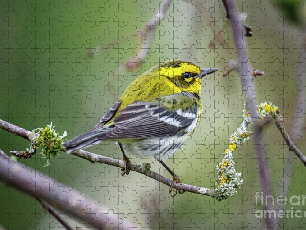 Cold Jigsaw Puzzle featuring the photograph Warbler by Craig Leaper