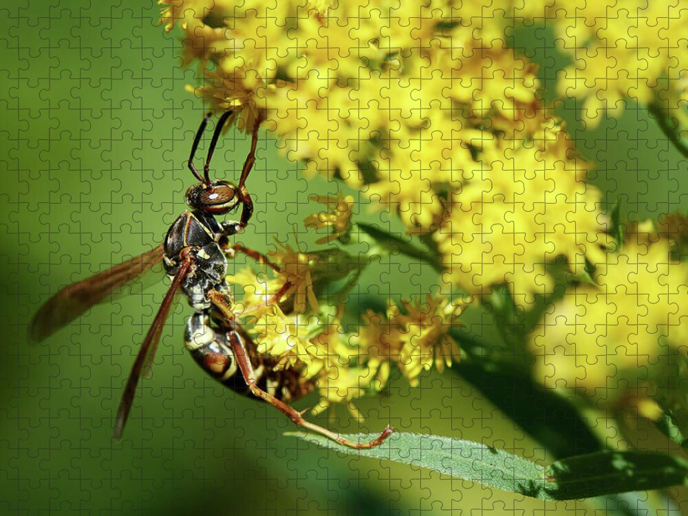 Insect Jigsaw Puzzle featuring the photograph Wasp Closeup by Paul Freidlund