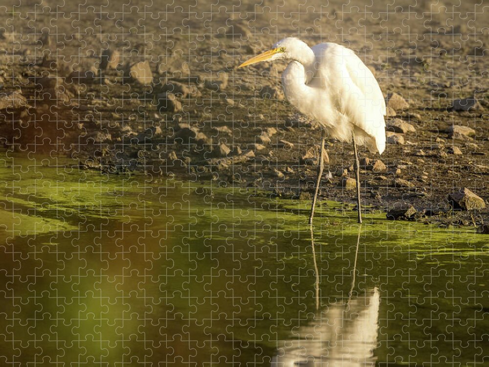 Watchful Egret Jigsaw Puzzle featuring the photograph Watchful Egret by Jean Noren