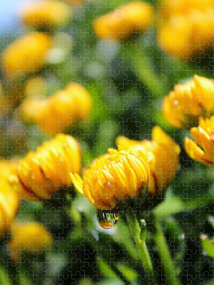 Indian Chrysanthemum Jigsaw Puzzle featuring the photograph Water Drop on Indian Chrysanthemum by W Craig Photography