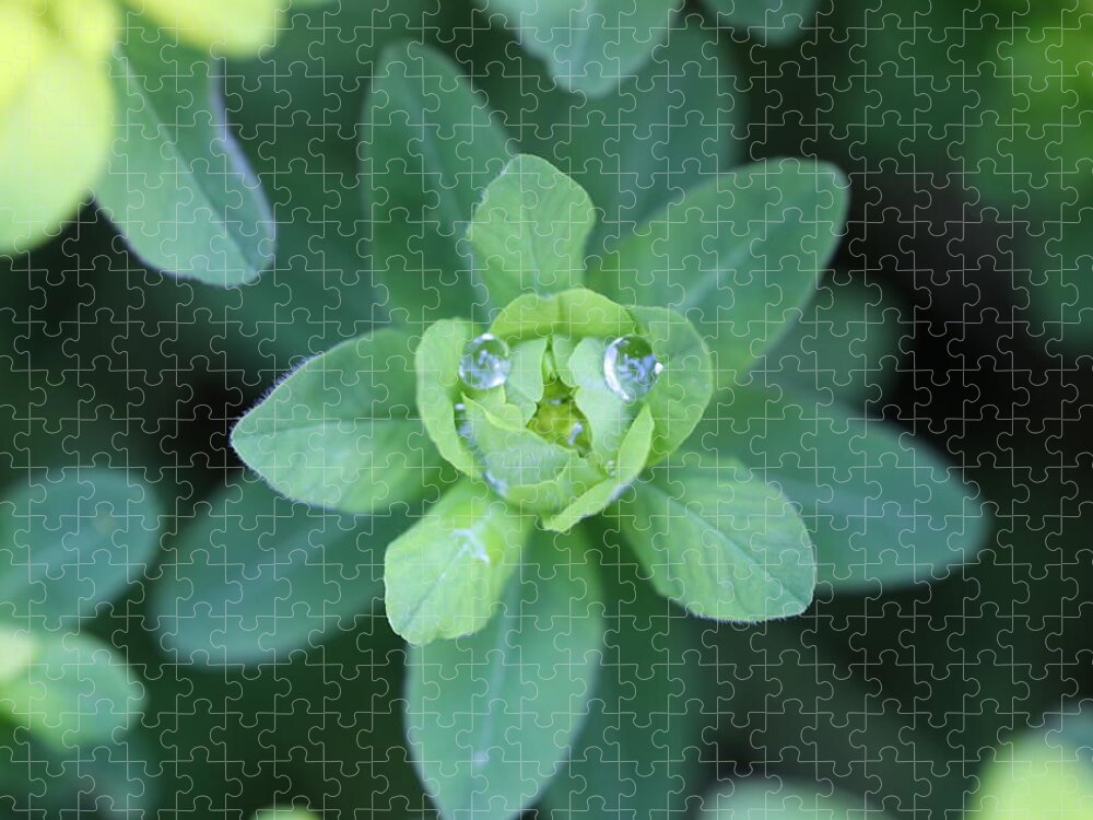 Water Drops Jigsaw Puzzle featuring the photograph Spurge Water Droplet Face by Tammy Pool