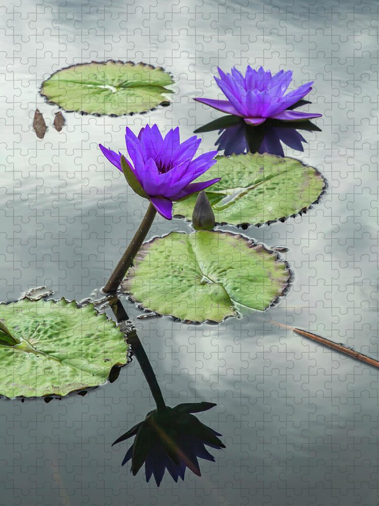 Lily Jigsaw Puzzle featuring the photograph Water Lilies in Portrait by Cate Franklyn