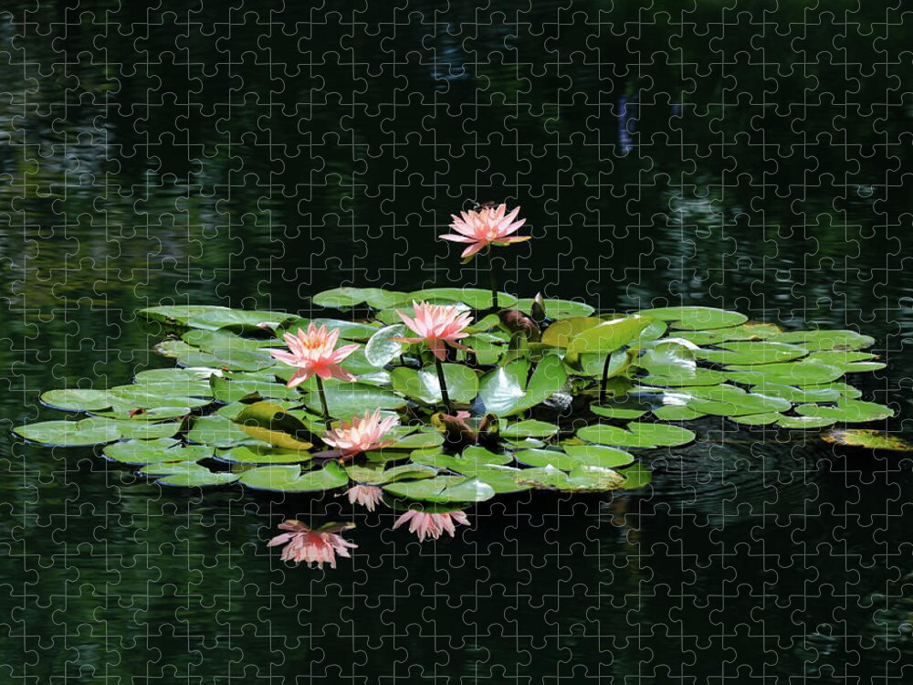 Water Lily Jigsaw Puzzle featuring the photograph Water Lilies 10 by Richard Krebs