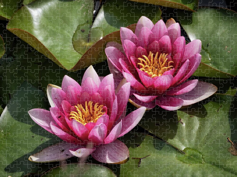 Water Lily Jigsaw Puzzle featuring the photograph Water Lily In Bloom by Artur Bogacki