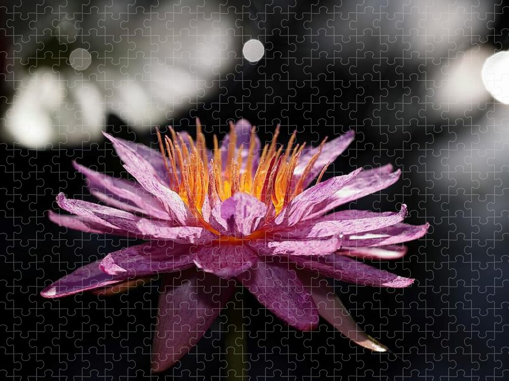 Water Lily Jigsaw Puzzle featuring the photograph Water Lily in the Spotlight by Mingming Jiang