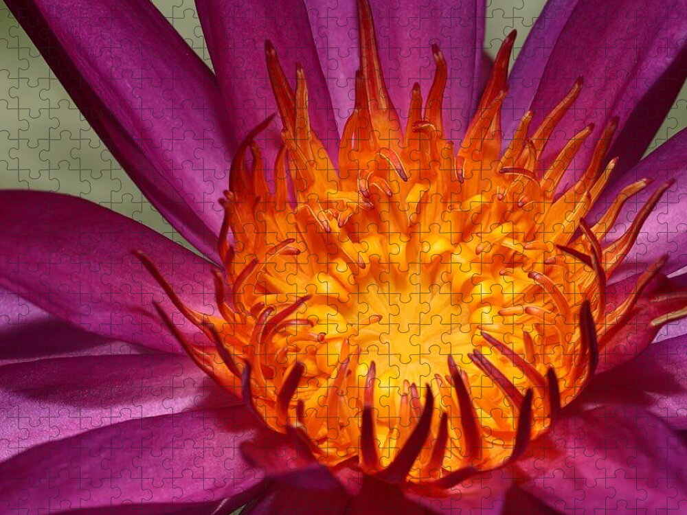 Water Lily Jigsaw Puzzle featuring the photograph Water Lily on Fire by Mingming Jiang