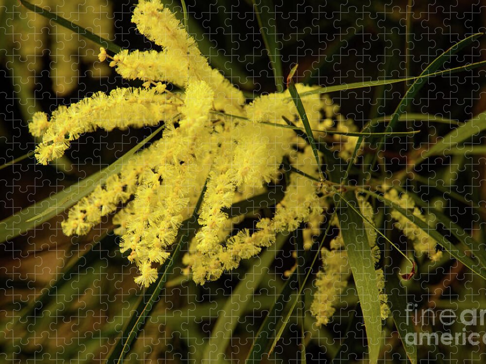 Flora;plant;flower;acacia;wattle;yellow;wildflower Jigsaw Puzzle featuring the photograph Wattle C02 by Werner Padarin