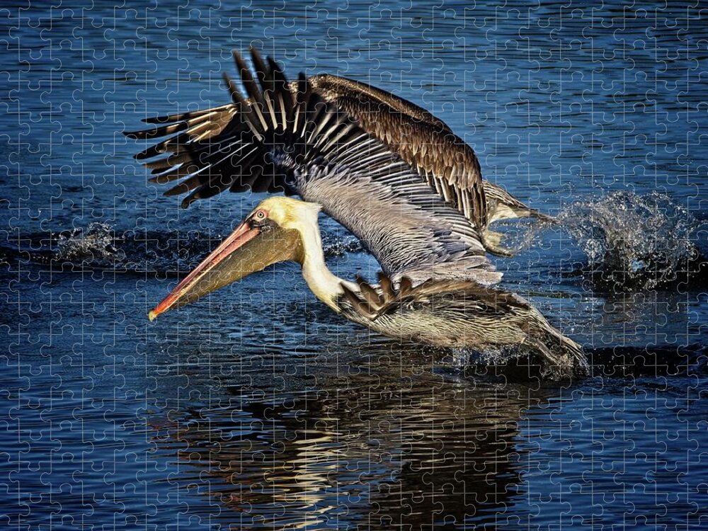Brown Pelican Jigsaw Puzzle featuring the photograph We Have Liftoff by Ronald Lutz