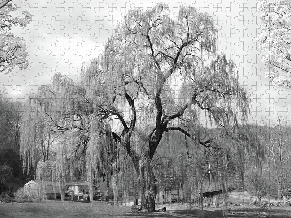 Willow Tree Jigsaw Puzzle featuring the photograph Weeping Willow by Mike McGlothlen