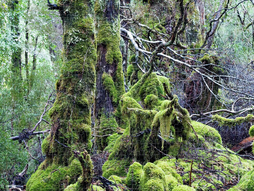 Tasmania Jigsaw Puzzle featuring the photograph Weindorfer's Forest, Cradle Mountain,Tasmania, Australia by Elaine Teague