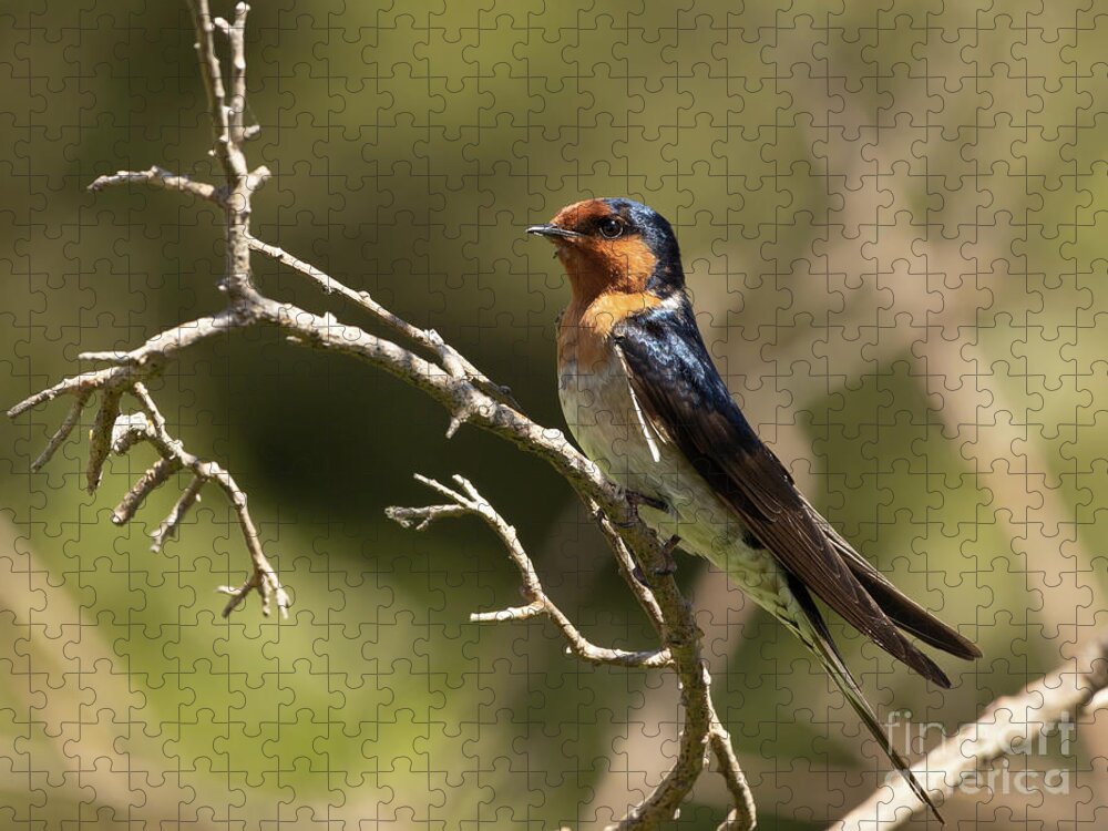 Welcome Swallow Jigsaw Puzzle featuring the photograph Welcome Swallow by Eva Lechner
