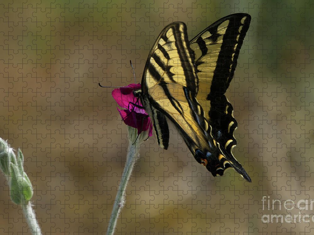 Western Tiger Swallowtail Jigsaw Puzzle featuring the photograph Western Tiger Swallowtail on Rose Campion Flower #7 by Nancy Gleason