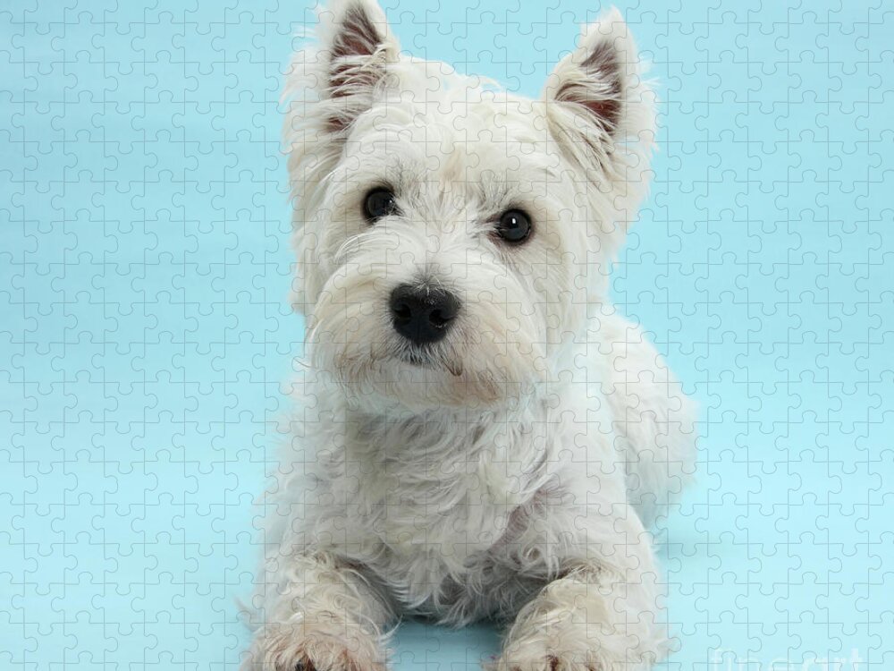 West Highland White Terrier Jigsaw Puzzle featuring the photograph Westie on Blue by Warren Photographic