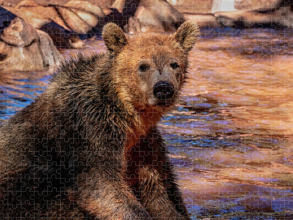 Sedona Jigsaw Puzzle featuring the photograph Wet Bear by Al Judge