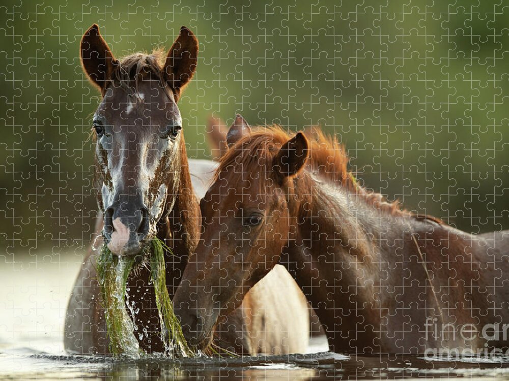 Salt River Wild Horses Jigsaw Puzzle featuring the photograph Wet Face by Shannon Hastings