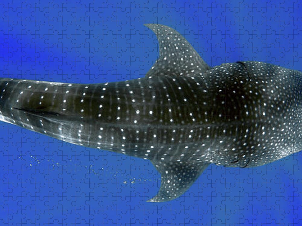 Whale Shark Jigsaw Puzzle featuring the photograph Whale shark by Artesub