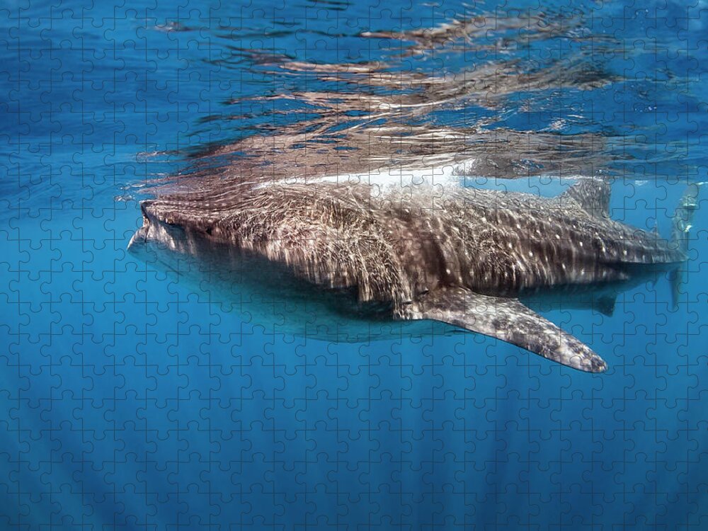 Holbox Jigsaw Puzzle featuring the photograph whale shark - Rhincodon typus by Olivier Parent