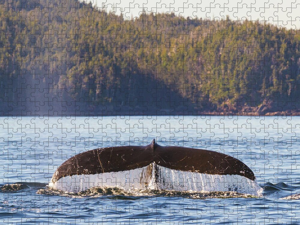 Whale Tale Jigsaw Puzzle featuring the photograph Whale Tale 1 by Michael Rauwolf