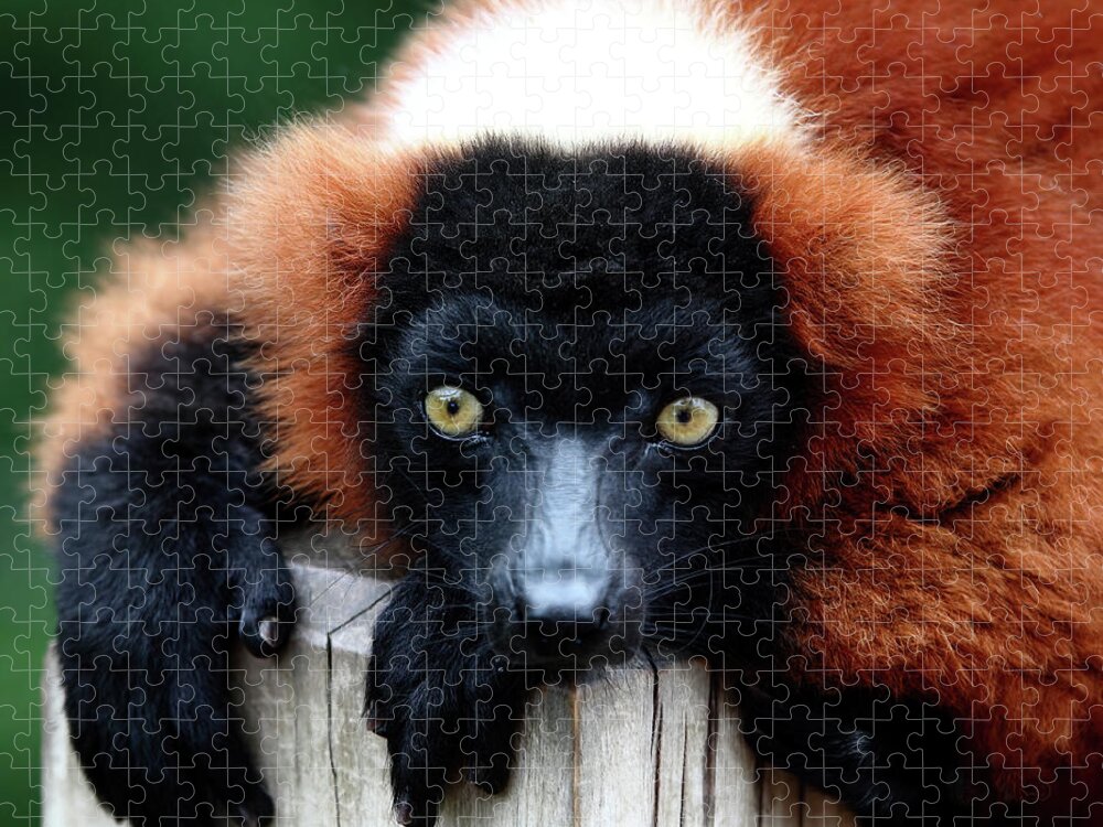 Red Ruffed Lemur Jigsaw Puzzle featuring the photograph Whatchya Lookin At by Lens Art Photography By Larry Trager