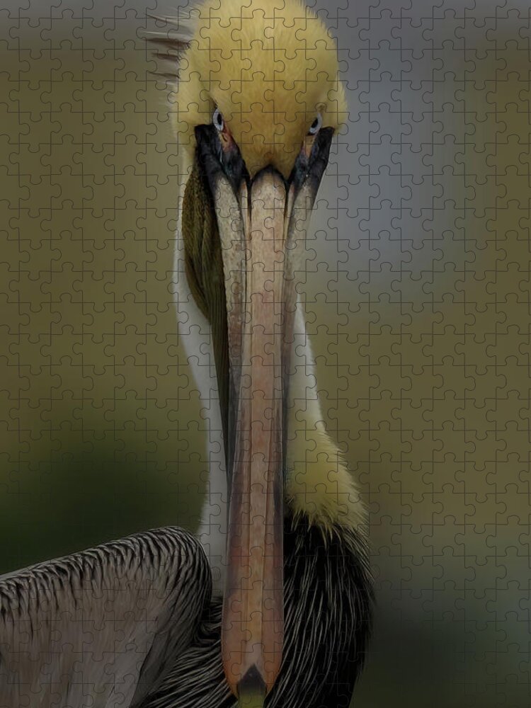 Pelican Jigsaw Puzzle featuring the photograph What's Up by JASawyer Imaging