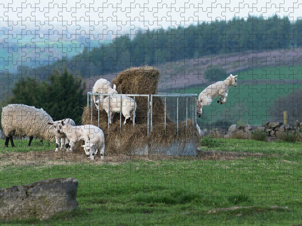 Animals Jigsaw Puzzle featuring the photograph Wheeeeee I am Jumping by Dennis Dame