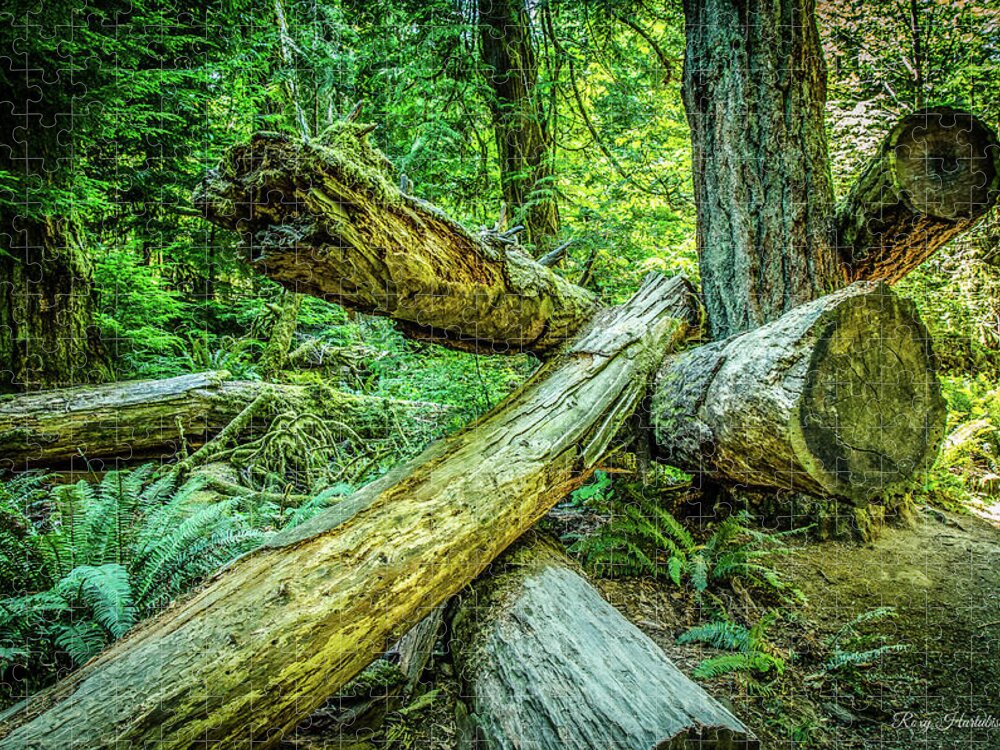 Old Growth Forest Jigsaw Puzzle featuring the photograph When the Wind Blows Cathedral Grove by Roxy Hurtubise