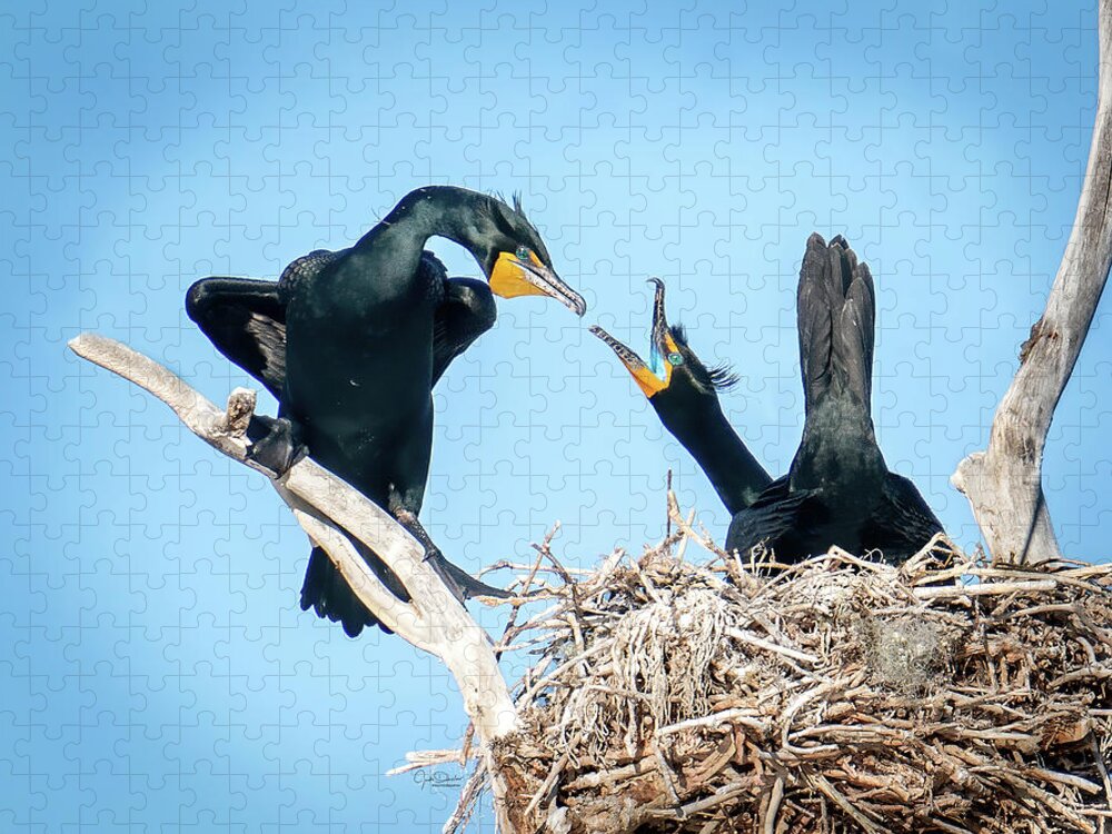 Cormorants Jigsaw Puzzle featuring the photograph Where's my stick by Judi Dressler